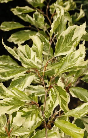 Hydrangea paniculata