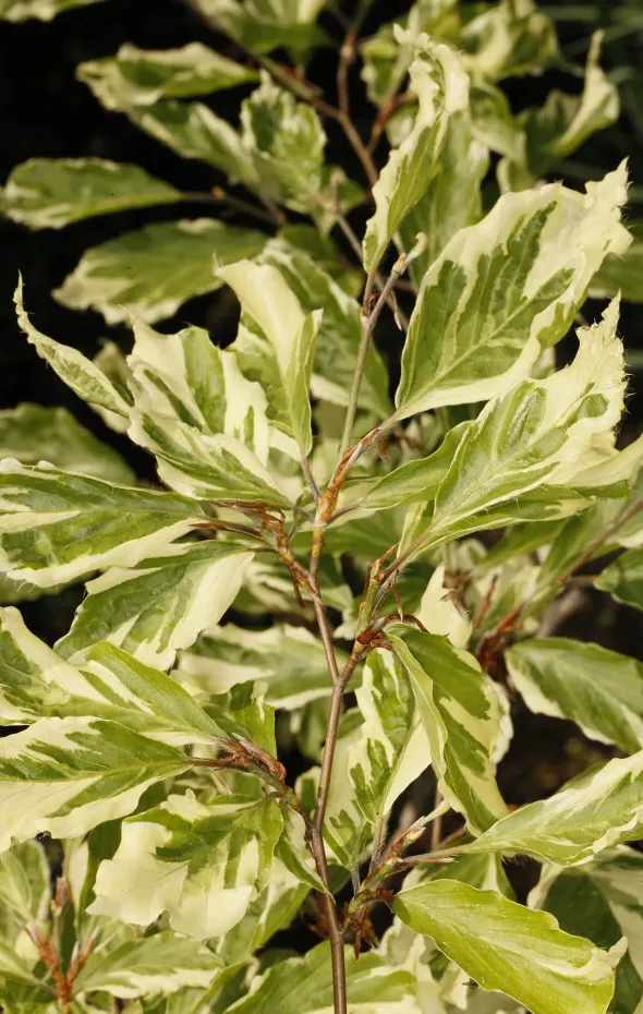 Hydrangea paniculata